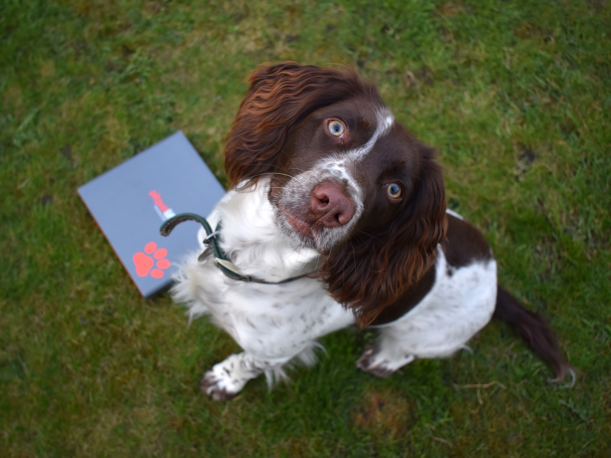 Ali-Norden_PitPat-Life-Launch_London-Dog-Week_Millie